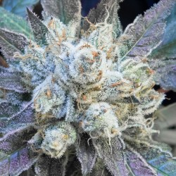 N9 Pound Hammer Fast fem. High Speed Buds