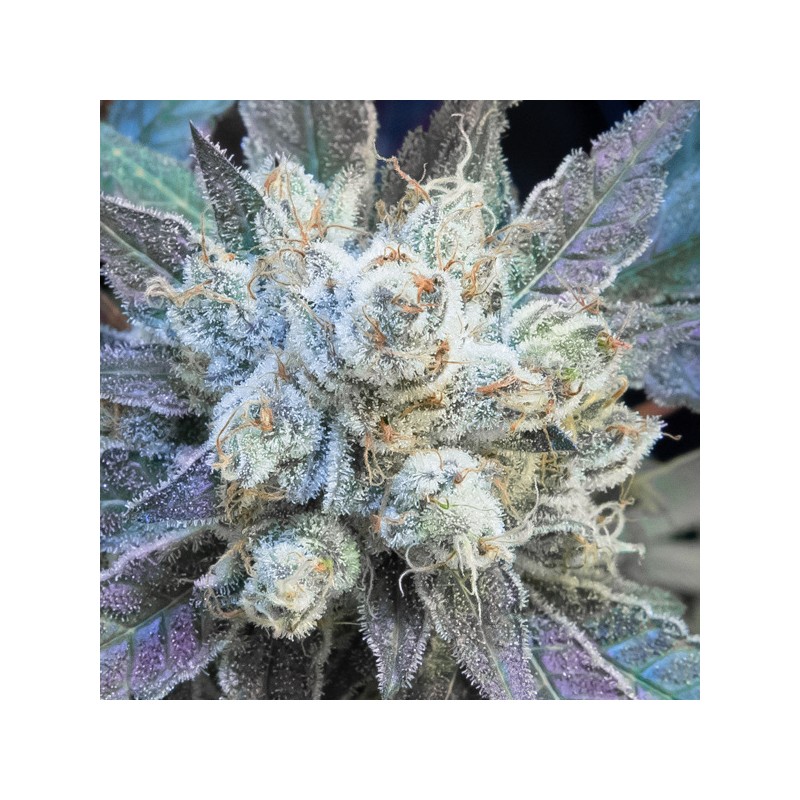 N9 Pound Hammer Fast fem. High Speed Buds