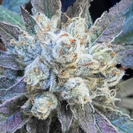 N9 Pound Hammer Fast fem. High Speed Buds