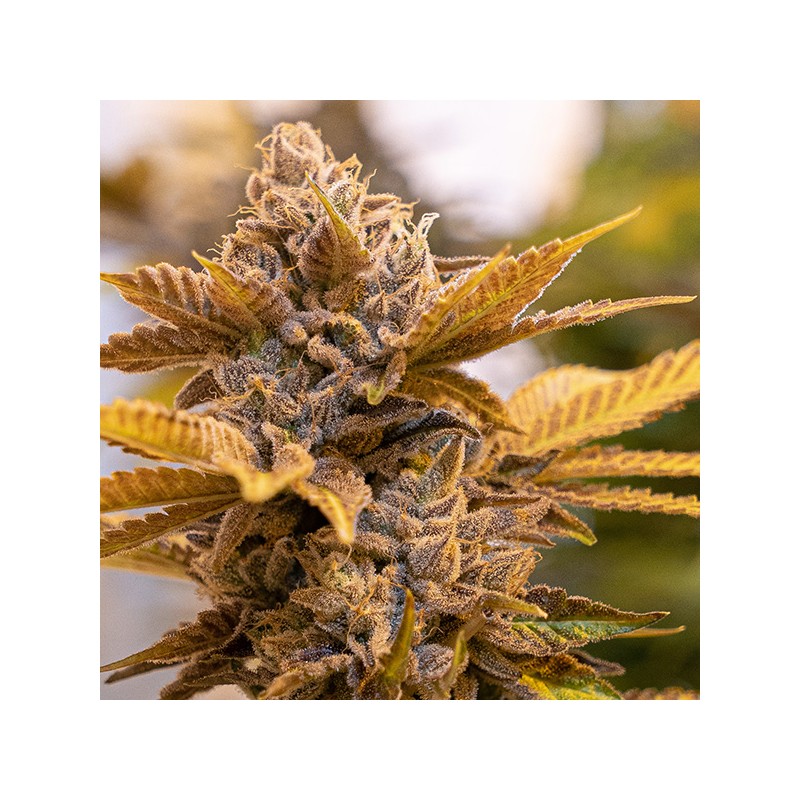 Alien Candy Kush Fast High Speed Buds