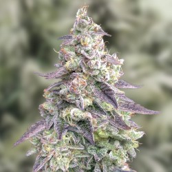 Auto N9 Pound Hammer High Speed Buds