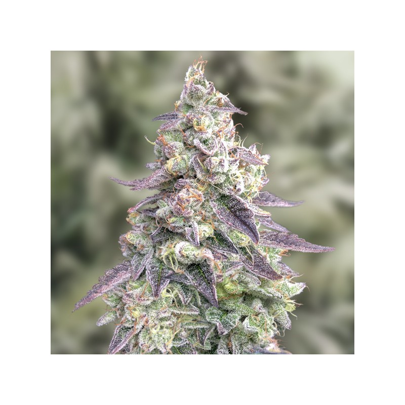 Auto N9 Pound Hammer High Speed Buds