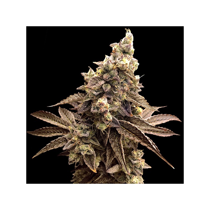 Auto Alien Candy Kush High Speed Buds