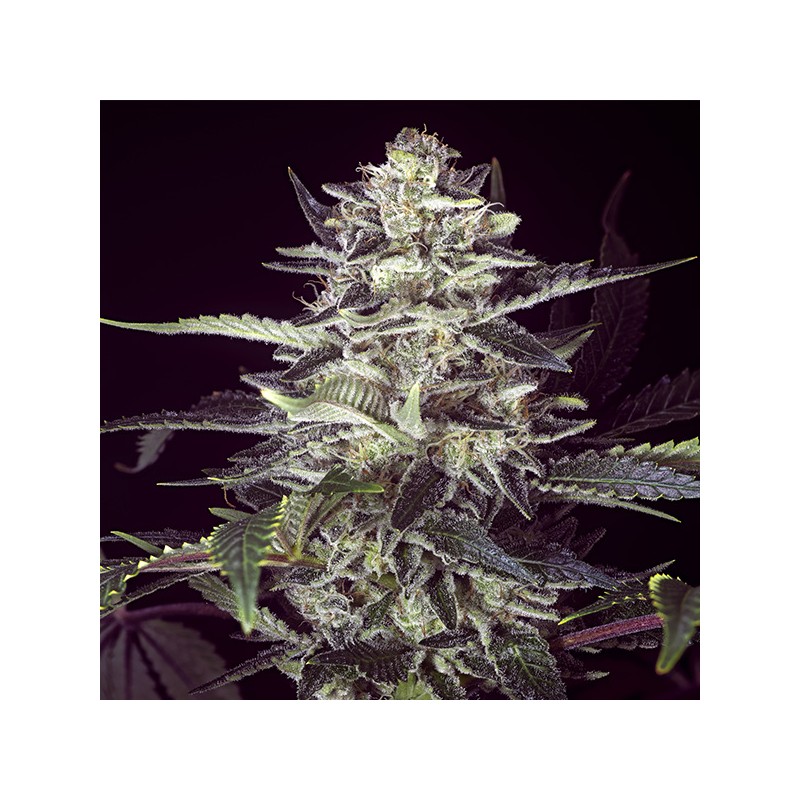 Auto Brain Stroke High Speed Buds