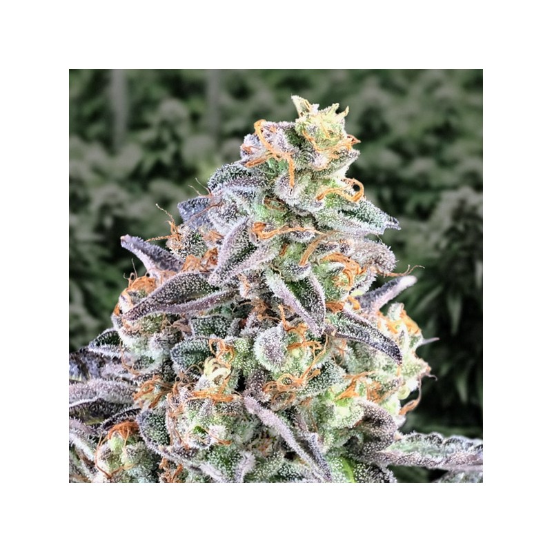 Auto Cherry Pie High Speed Buds