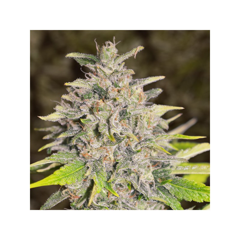 Auto Chocolope High Speed Buds