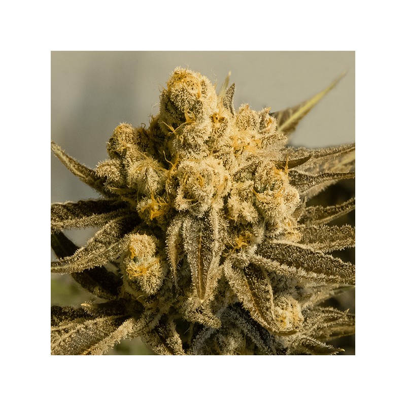 Auto Critical Glue N4 High Speed Buds