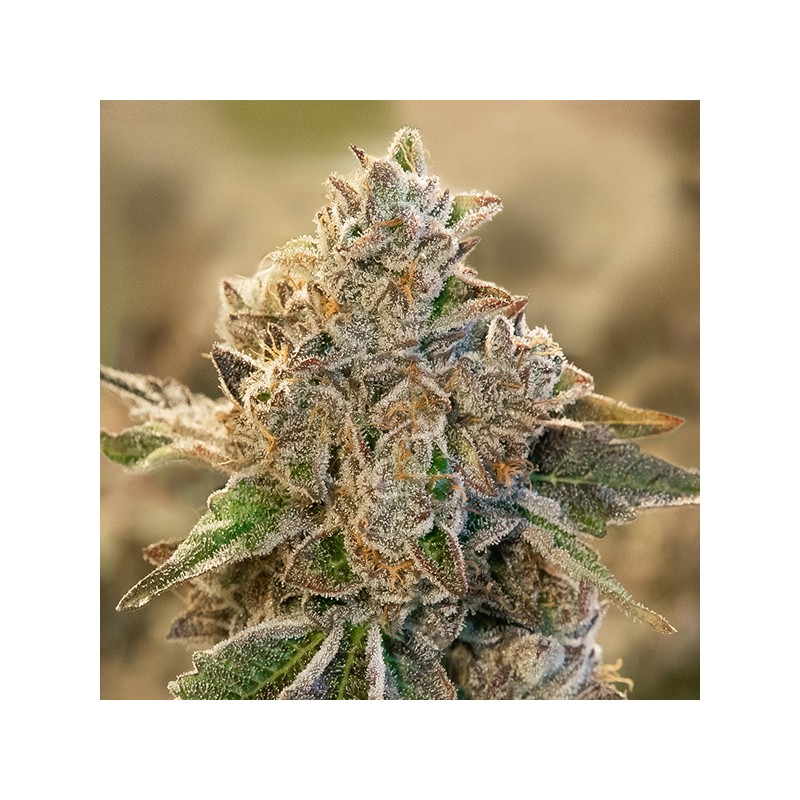 Auto Do Si Face High Speed Buds