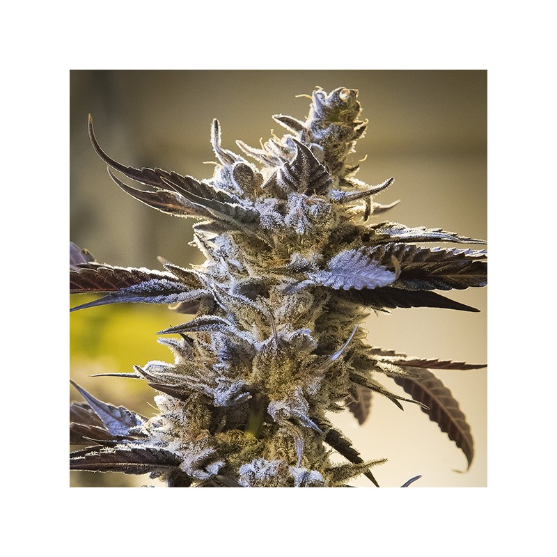 Auto Ghost Train Og High Speed Buds