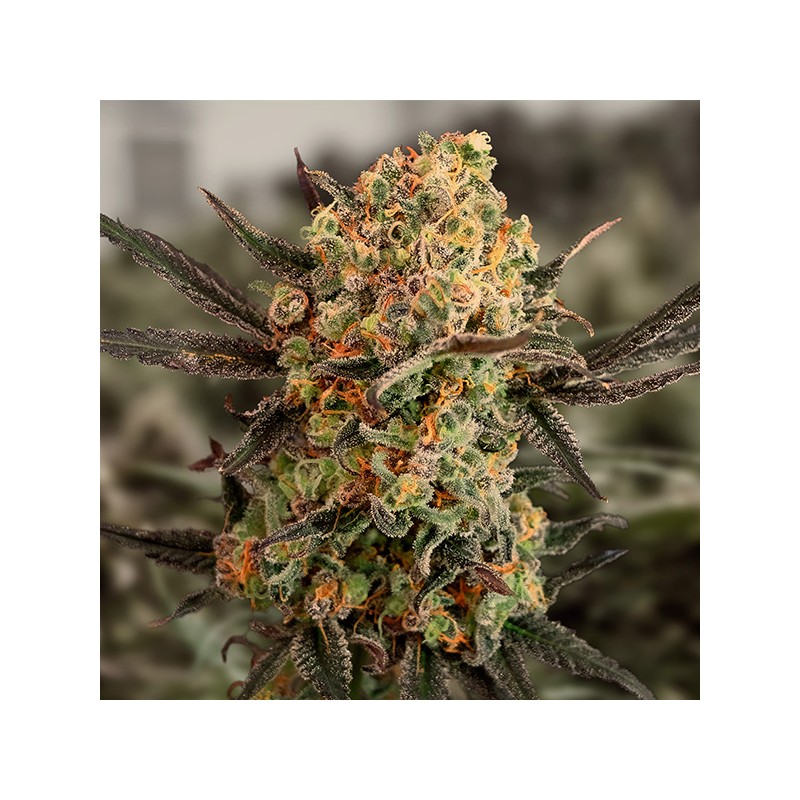 Auto Gorilla Cookies High Speed Buds