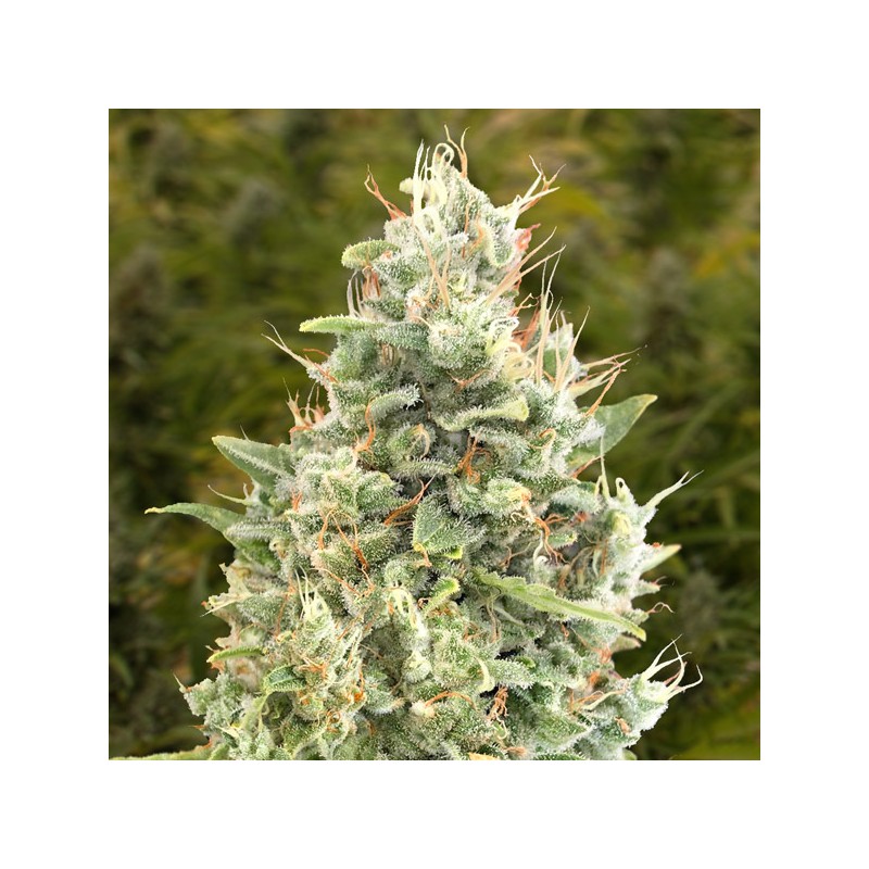 Auto Gorilla Zkittlez High Speed Buds