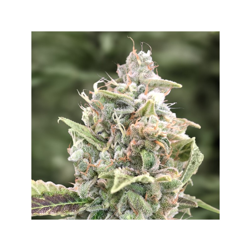 Auto Grateful Dead High Speed Buds