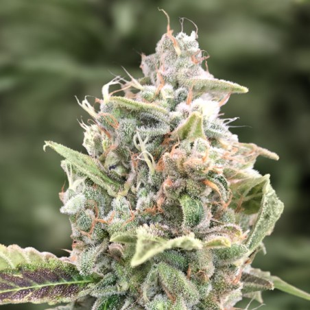 Auto Grateful Dead High Speed Buds