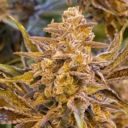 Auto High Voltage High Speed Buds