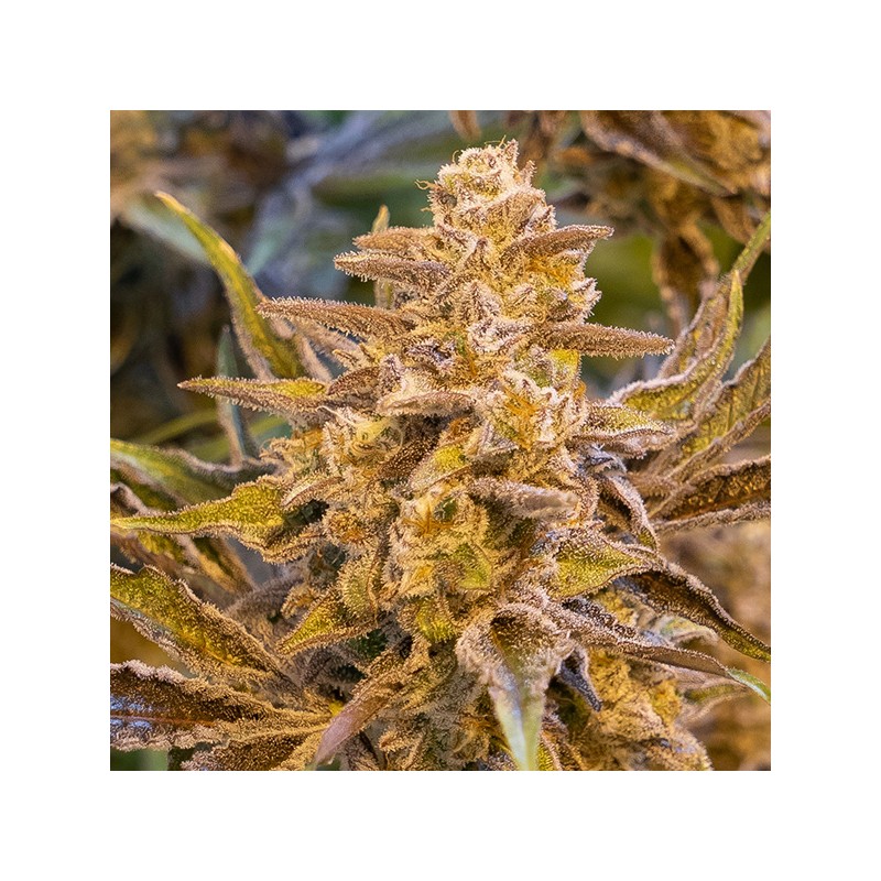 Auto High Voltage High Speed Buds