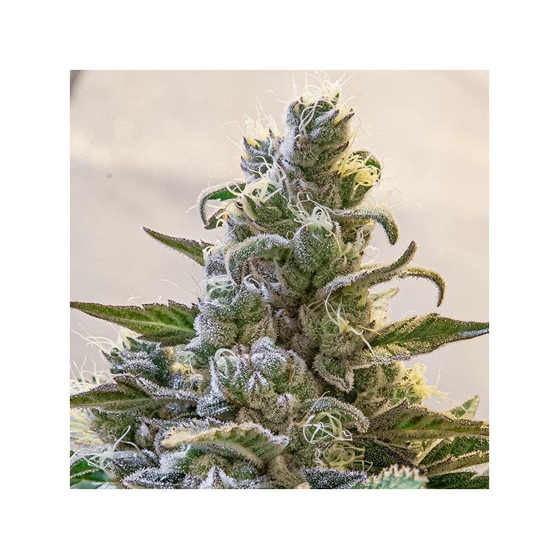 Auto Lemon Cake High Speed Buds