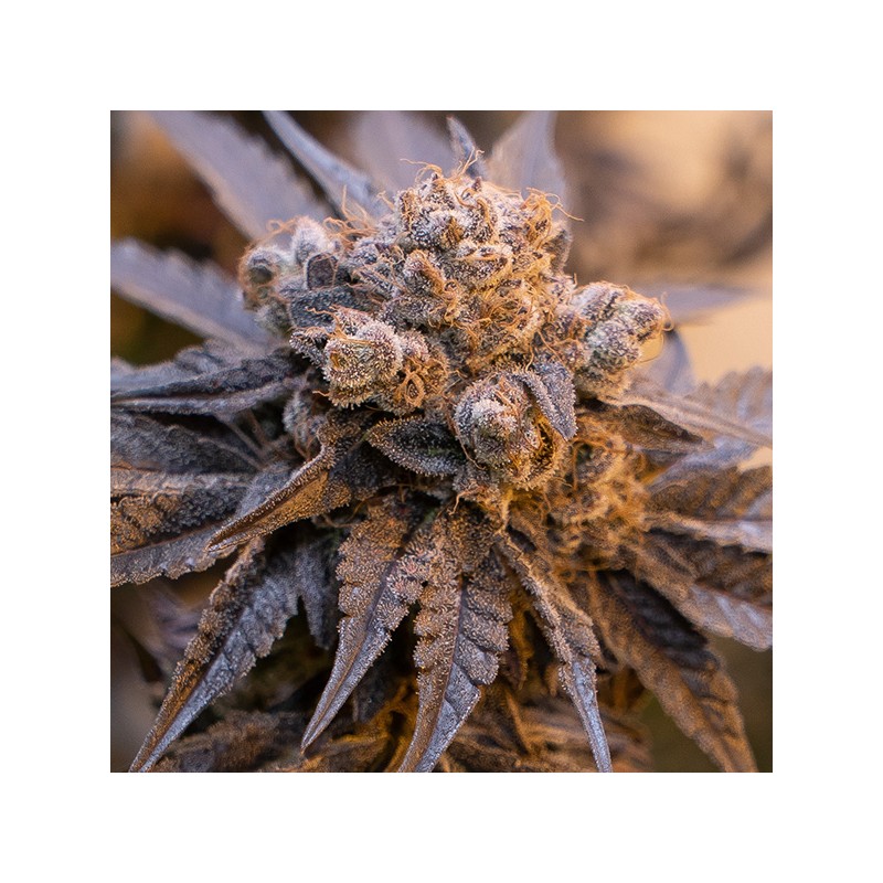 Auto Purple Punch High Speed Buds