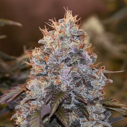 Auto Strawberry Banana High Speed Buds