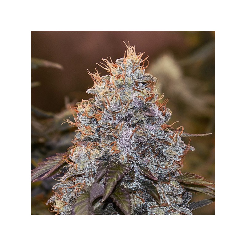 Auto Strawberry Banana High Speed Buds