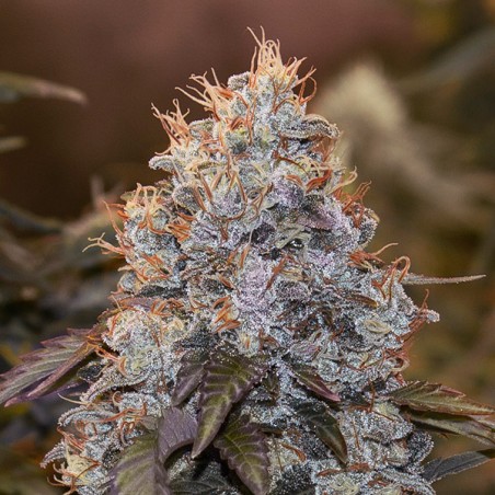 Auto Strawberry Banana High Speed Buds