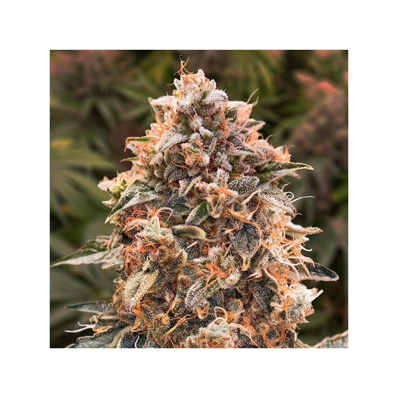 Auto Super Glue N4 High Speed Buds