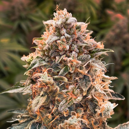 Auto Super Glue N4 High Speed Buds