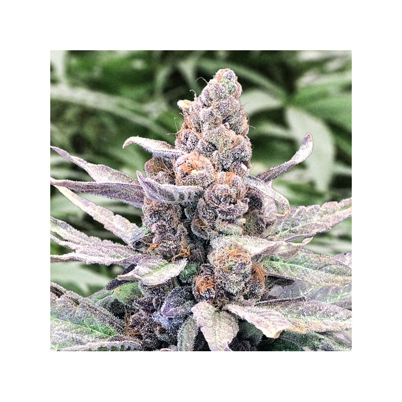 Auto Wedding Crasher High Speed Buds