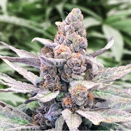 Auto Wedding Crasher High Speed Buds