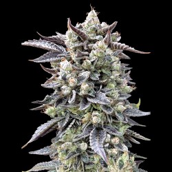 Brain Stroke Fast  High Speed Buds