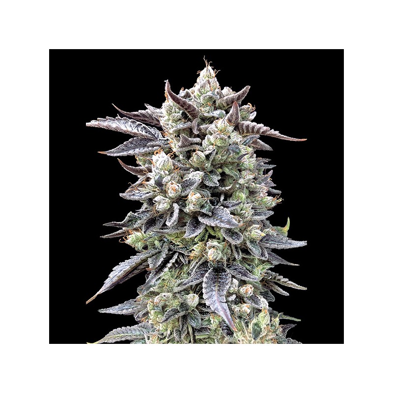 Brain Stroke Fast  High Speed Buds