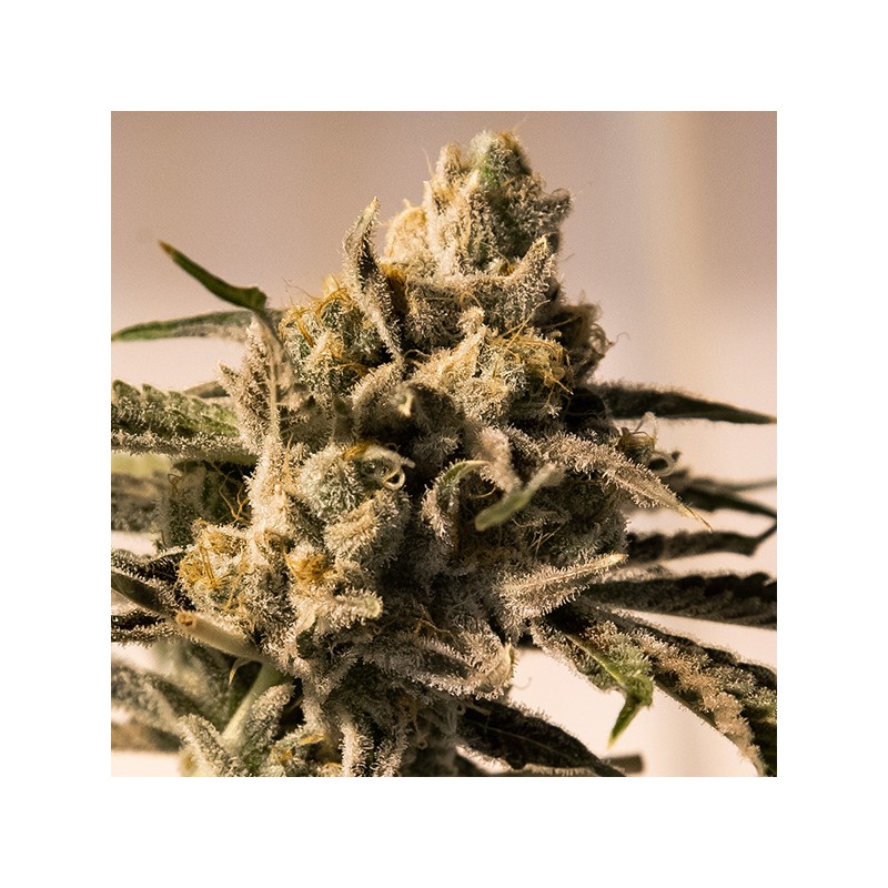 Cherry Pie Fast High Speed Buds