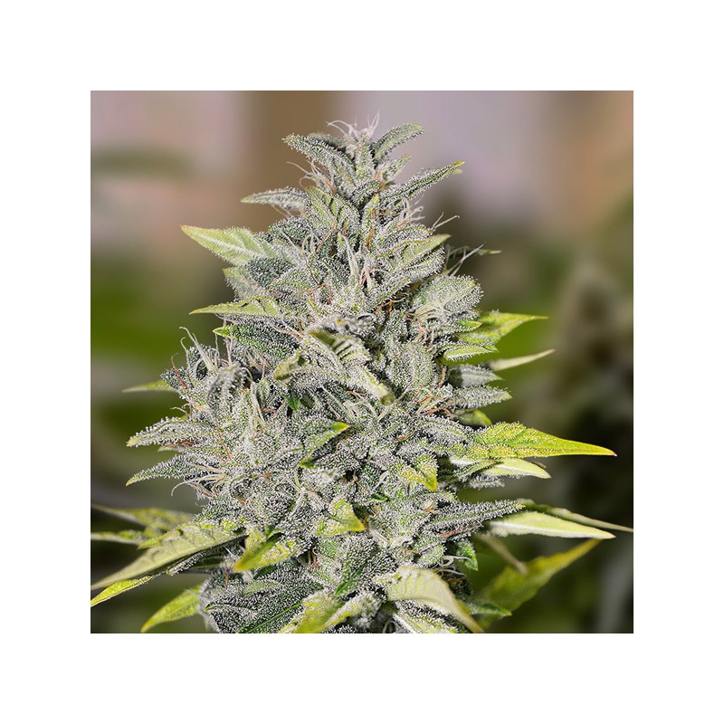 Chocolope Fast fem. High Speed Buds