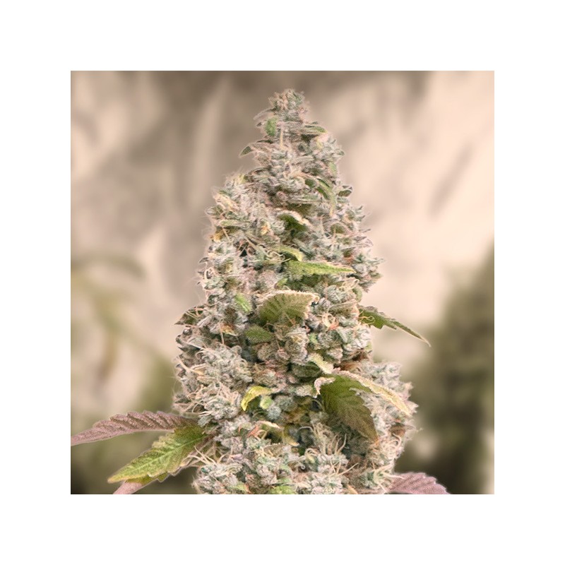 Gorilla Cookies Fast High Speed Buds