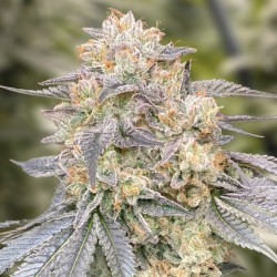 Gorilla Zkittlez Fast High Speed Buds