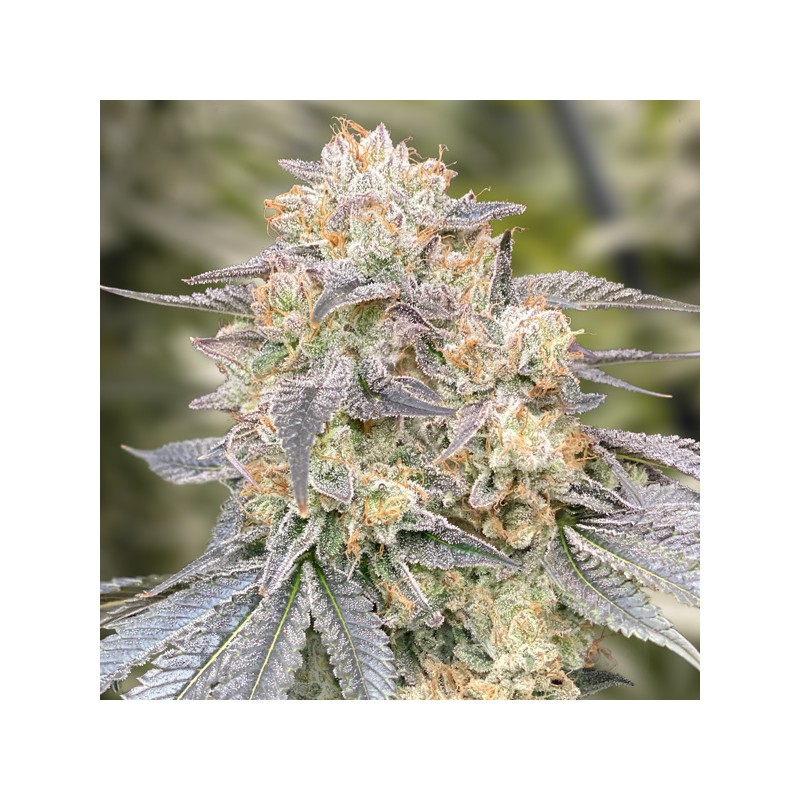 Gorilla Zkittlez Fast High Speed Buds