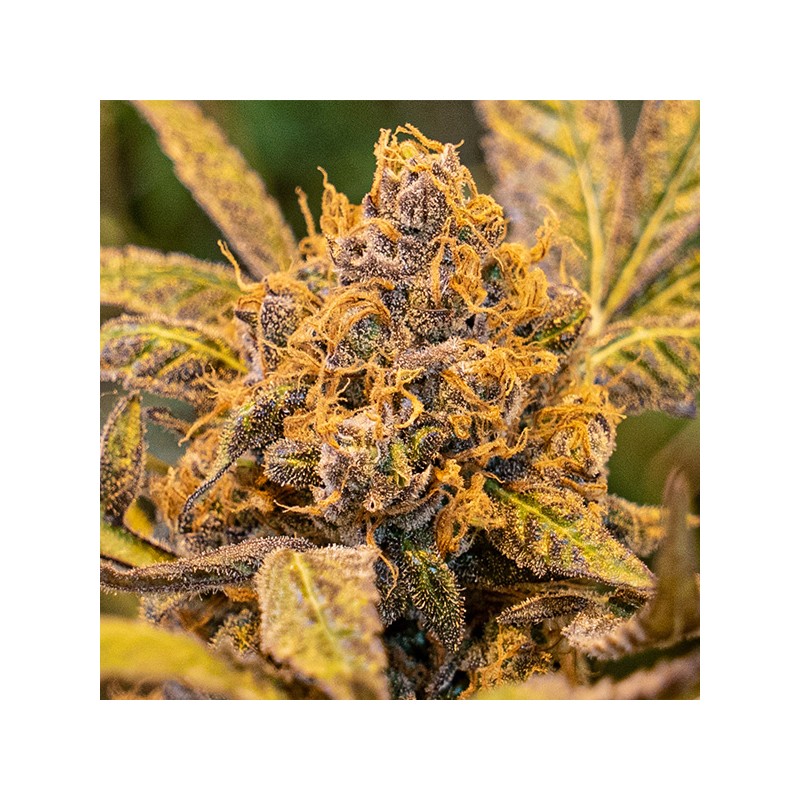 High Voltage Fast High Speed Buds