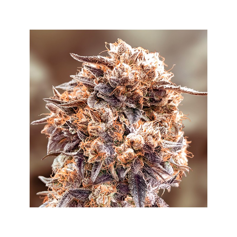 Purple Punch Fast High Speed Buds