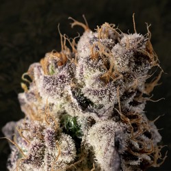 Wedding Crasher Fast  High Speed Buds