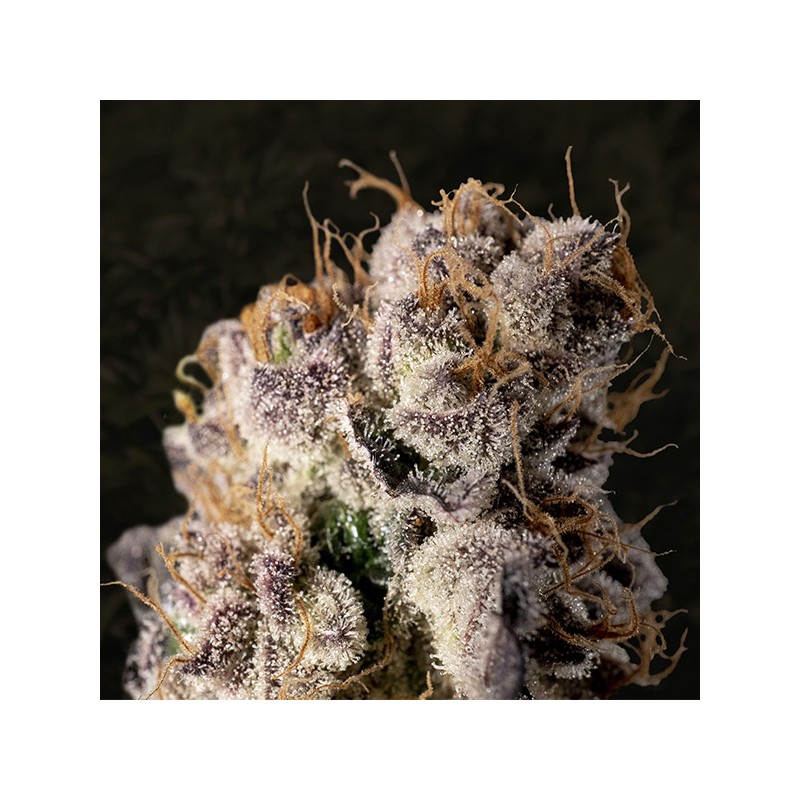 Wedding Crasher Fast  High Speed Buds