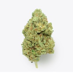 Cañamo Cbd Gorilla Grillz G.House Gelato 5 gr.