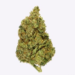 Cañamo Cbd Gorilla Grillz Indoor Gorilla Grillz