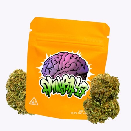 Cañamo Cbd Gorilla Grillz Outdoor Amnesia 47