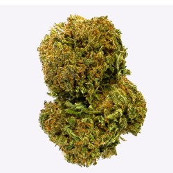 Cañamo Cbd Gorilla Grillz Outdoor Amnesia 47