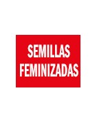 Semillas Feminizadas